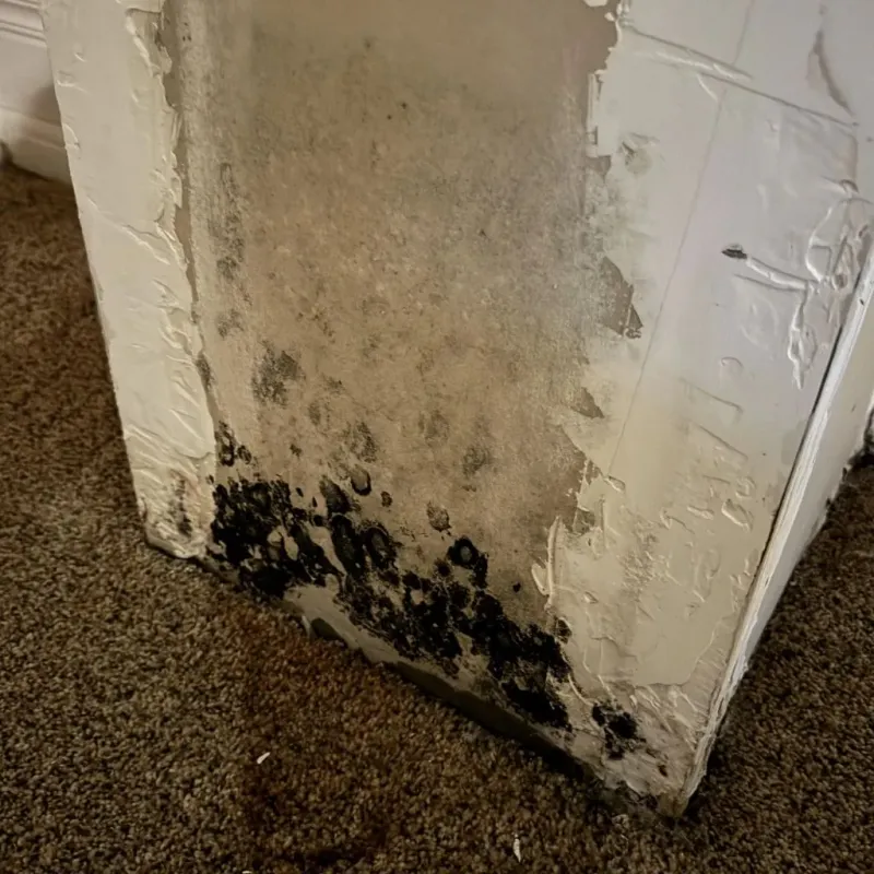 Professional Mold Removal in El Sobrante, CA